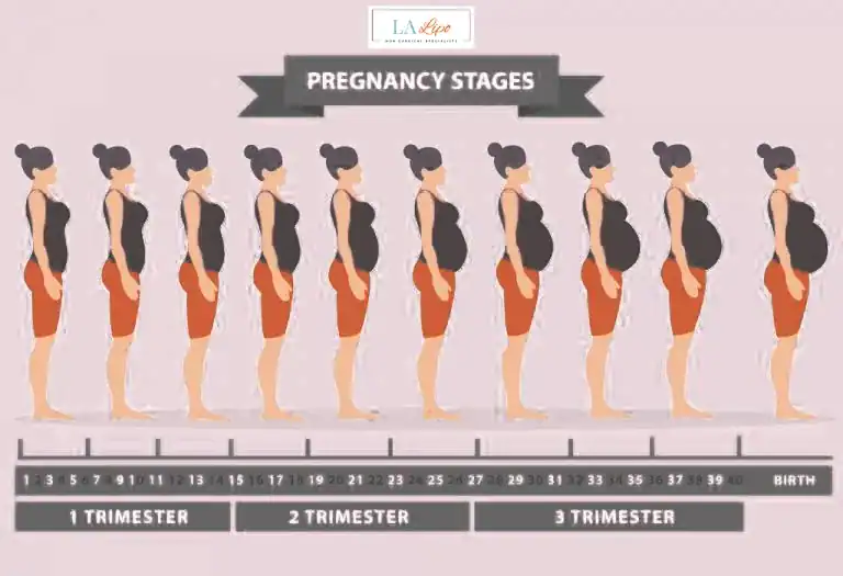 First Trimester (Weeks 1–12): Early Changes You Might Not Notice Oxford